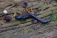 Plethodon montanus