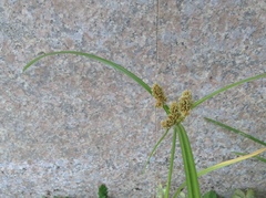 Cyperus glomeratus