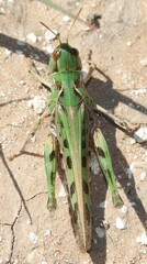 Phlibostroma quadrimaculatum