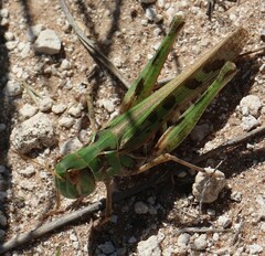 Phlibostroma quadrimaculatum