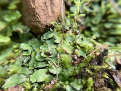 Plagiochasma rupestre