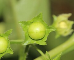 Jaltomata procumbens