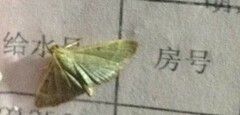 Hypsopygia