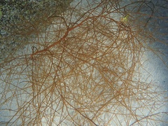 Desmarestia aculeata