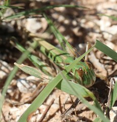 Phlibostroma quadrimaculatum