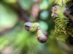 Plagiochasma rupestre