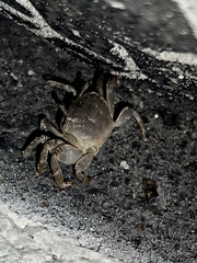 Minuca longisignalis