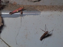 Caloptilia