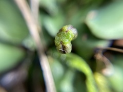 Plagiochasma rupestre