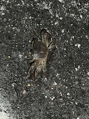 Minuca longisignalis