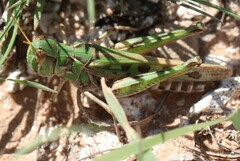 Phlibostroma quadrimaculatum