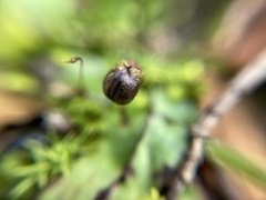 Plagiochasma rupestre