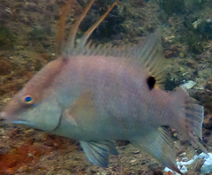 Lachnolaimus maximus