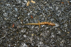 Desmognathus orestes