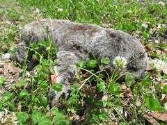 Phascolarctos cinereus