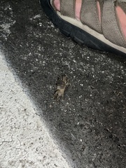 Minuca longisignalis