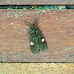 Aclytia