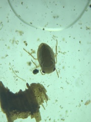 Neoplea striola
