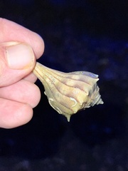 Sinistrofulgur pulleyi