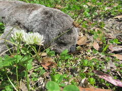 Phascolarctos cinereus