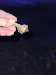 Sinistrofulgur pulleyi