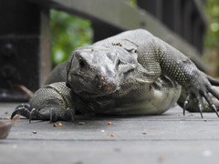 Varanus salvator macromaculatus