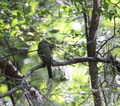 Tyrannidae