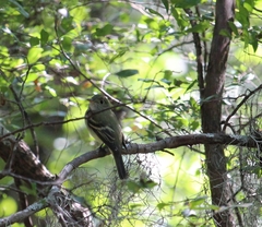 Tyrannidae