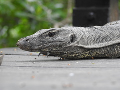 Varanus salvator macromaculatus