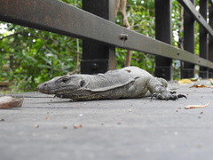 Varanus salvator macromaculatus