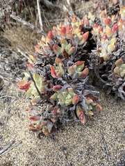 Dudleya caespitosa