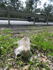 Phascolarctos cinereus