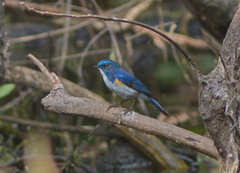 Tarsiger cyanurus