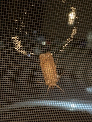 Abagrotis alternata