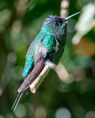 Thalurania glaucopis
