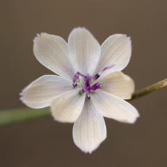 Stephanomeria