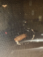 Abagrotis alternata