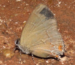 Calycopis caulonia