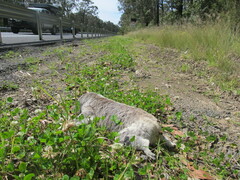 Phascolarctos cinereus