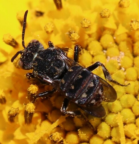 False Sunflower Cuckoo Nomad Bee