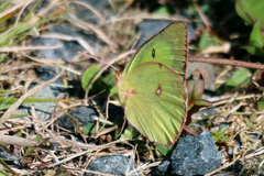 Colias interior