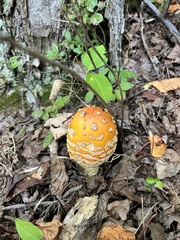 Amanita muscaria