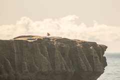 Charadrius obscurus aquilonius