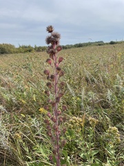 Liatris ligulistylis