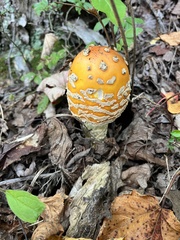 Amanita muscaria