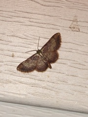 Idaea demissaria