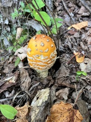Amanita muscaria