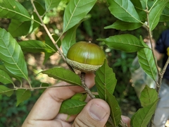 Lithocarpus konishii