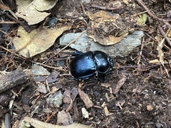 Phelotrupes insulanus