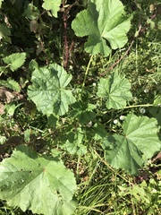 Malva